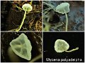 Mycena polyadelpha-amf2248-1